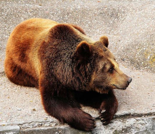 Gutherzige Katzenkrankenschwestern besser kranke Tiere – titan gel
