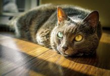 Leala The Pit Bull Saves The Life Of Her Friend member xxl