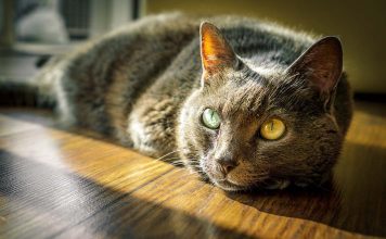 Leala The Pit Bull Saves The Life Of Her Friend member xxl