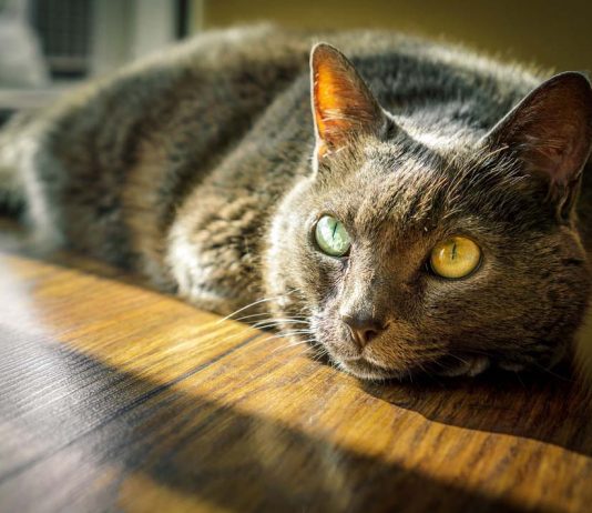 Leala The Pit Bull Saves The Life Of Her Friend member xxl