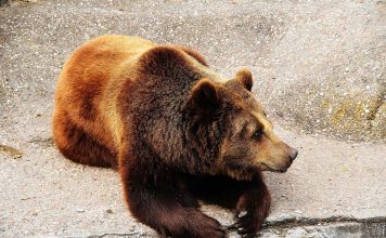 Kind-hearted Cat Nurses Sick Animals Better – titan gel