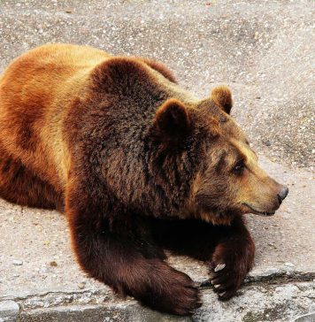 Kind-hearted Cat Nurses Sick Animals Better – titan gel