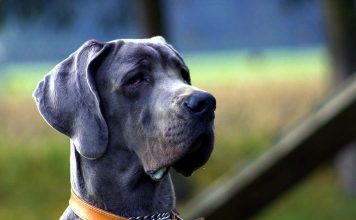 Adoptable Black Cats… Because Black Cats Matter! pro folan