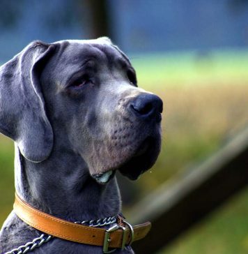 Adoptable Black Cats… Because Black Cats Matter! pro folan